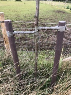 80mm Dia Round Tree stakes