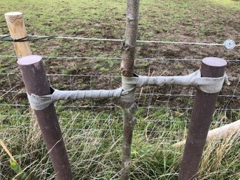 80mm Dia Round Tree stakes
