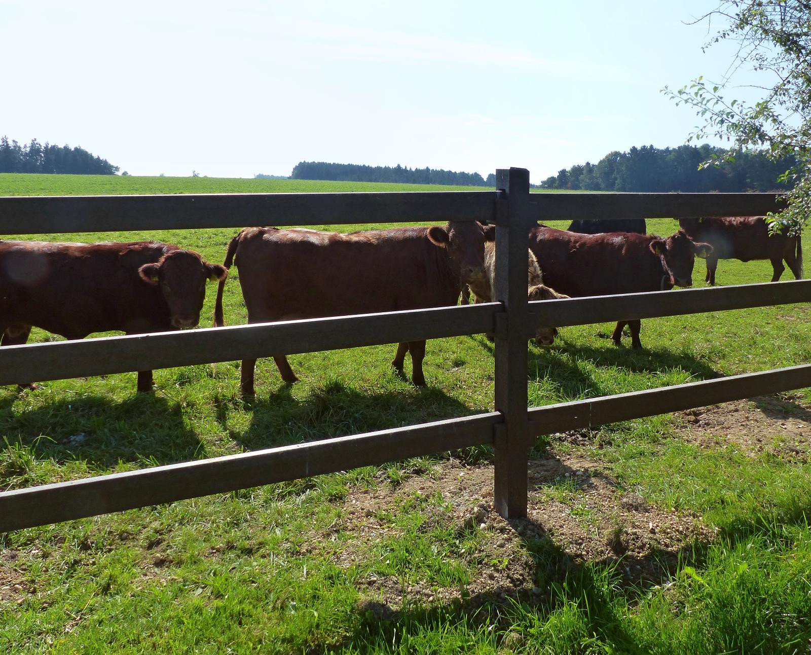 Pasture fence