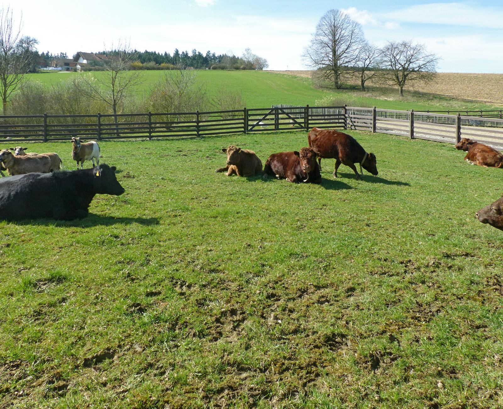 Pasture fence